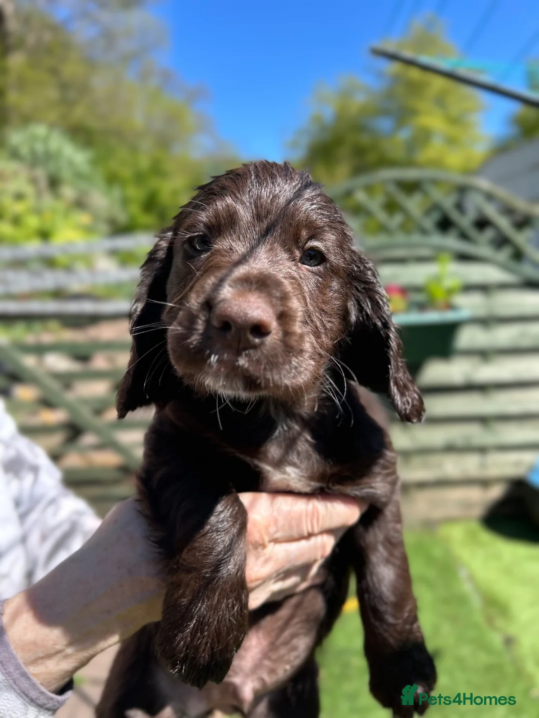 Cocker Spaniel dogs for sale: ✨READY NOW KC & DNA Tested Pup Licensed Breeder ✨ - Advert 1