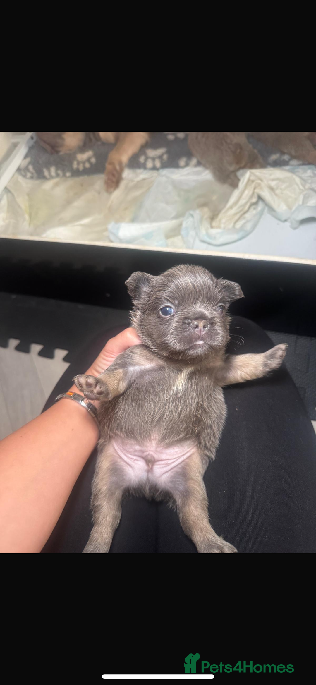 French Bulldog dogs for sale: New shade fluffy frenchies - Image 5