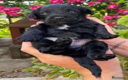 Jackapoo dogs for sale: JACKAPOO PUPPIES  in Saint Austell - Image 1