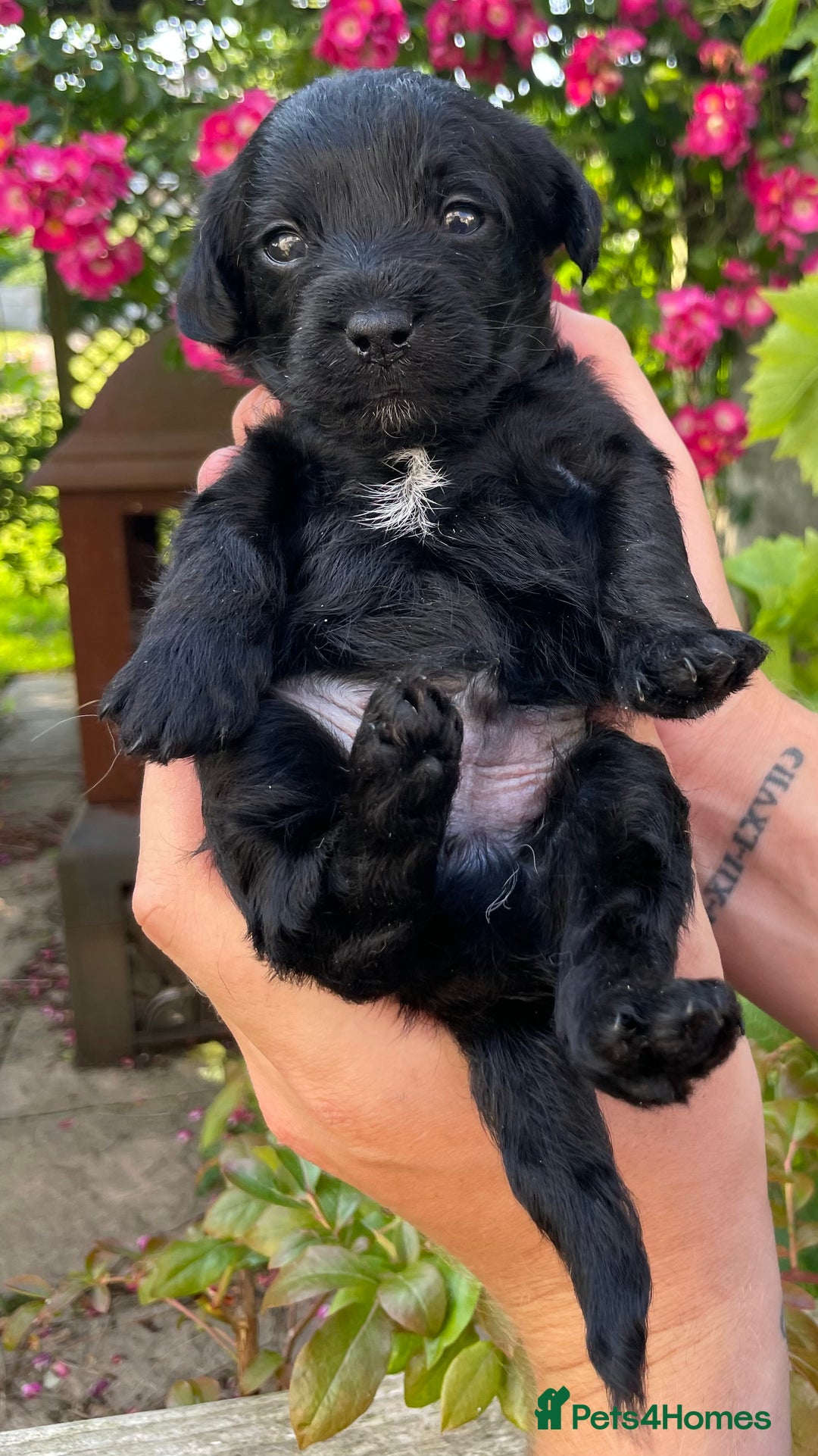 Jackapoo dogs for sale: JACKAPOO PUPPIES  in Saint Austell - Image 1