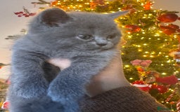 Scottish Fold cats for sale: Beautiful British Shorthair Scottish Fold Kittens - Advert 26