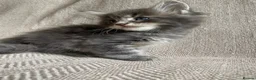 Maine Coon cats for sale: GCCF ACTIVE BLUE SMOKE TABBY MAINE COON BOY  - Advert 9