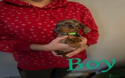Miniature Dachshund dogs for sale: Miniature dutchound puppies  - Image 5