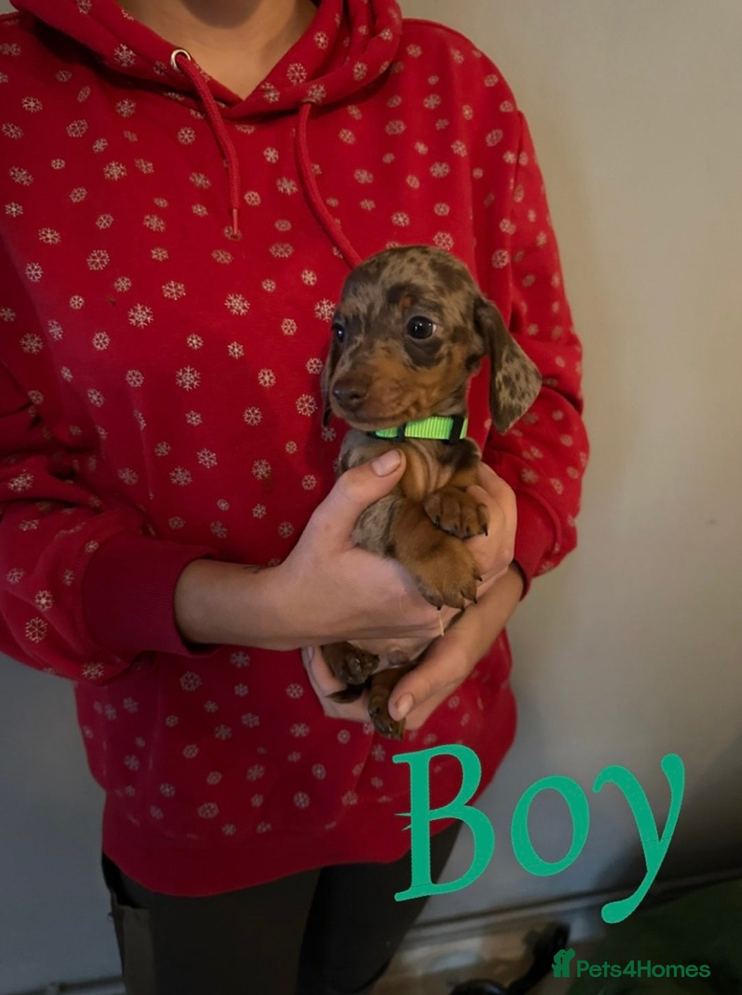 Miniature Dachshund dogs for sale: Miniature dutchound puppies  - Image 5