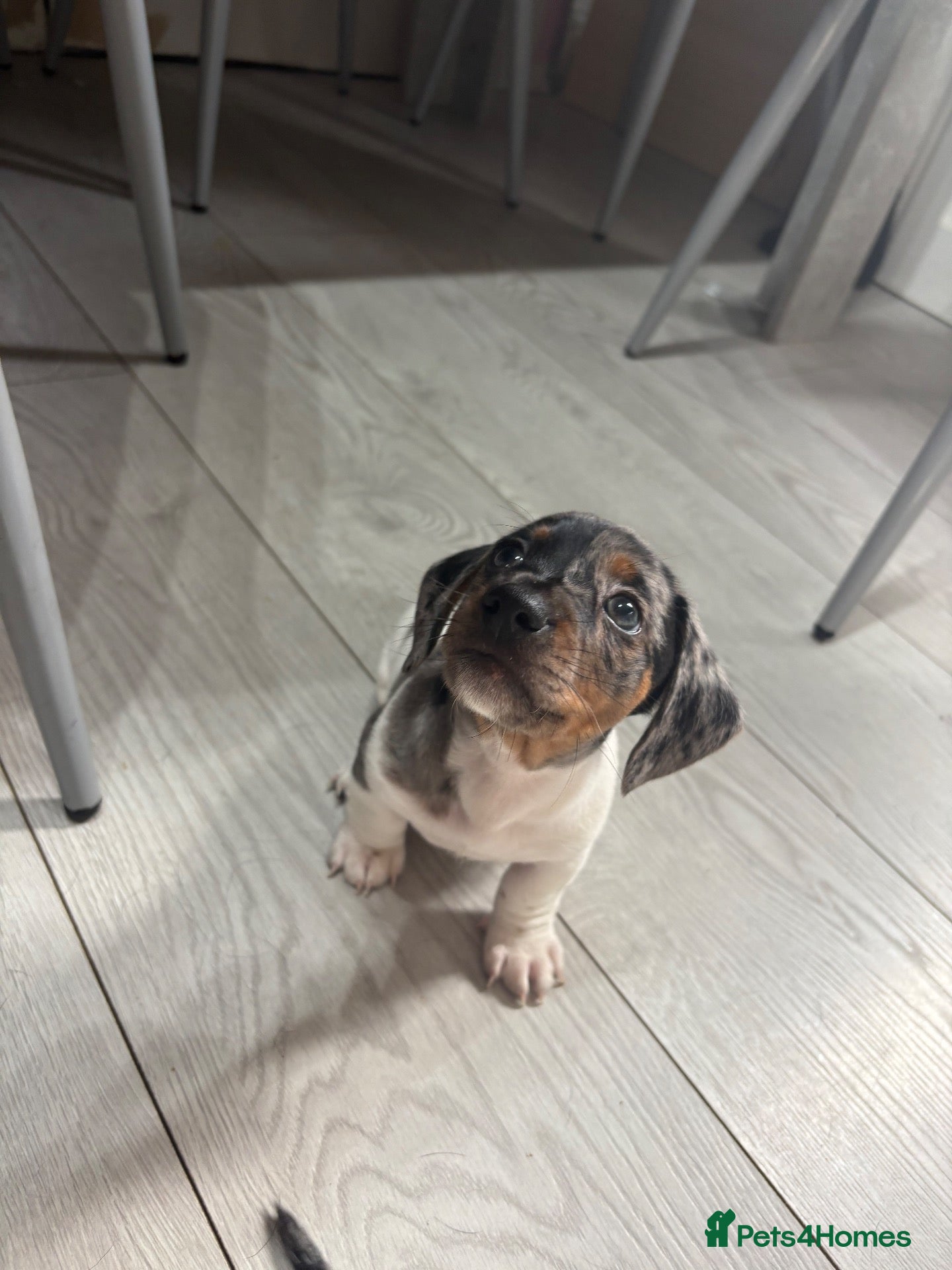 Miniature Dachshund dogs READY TO LEAVE !! Miniature Dachshund  - Advert 12