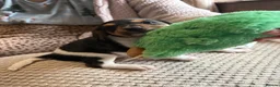 Mixed Breed dogs for sale: Litter of 5 pretty Jackapoo puppies in Bolton - Advert 6
