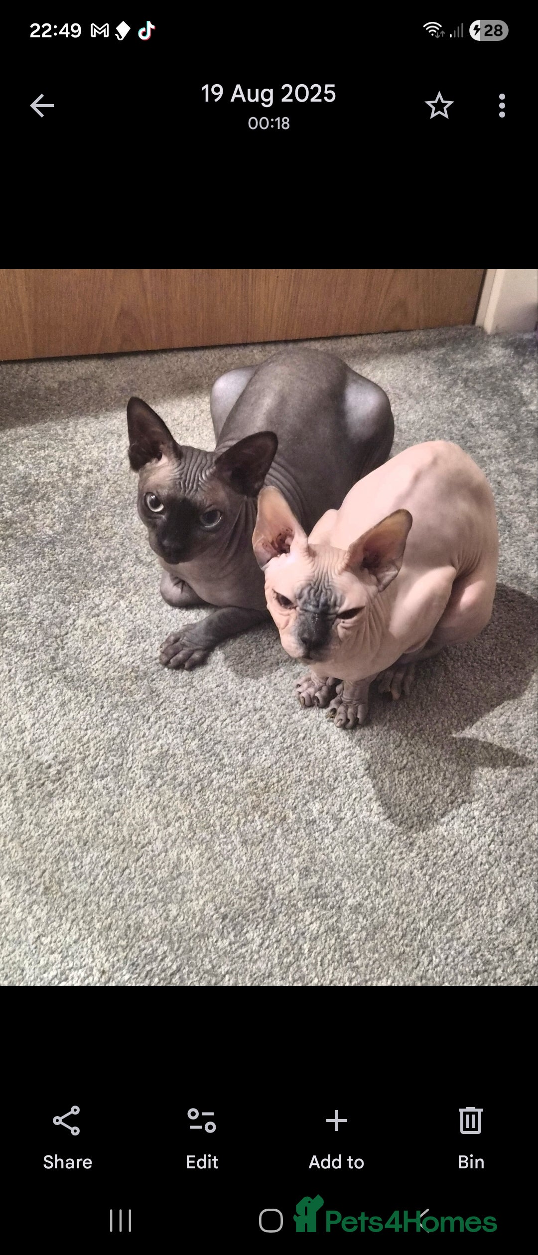 Sphynx cats for sale: 1 year old male sphynx  - Advert 6