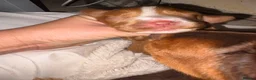 Cocker Spaniel dogs for sale: KC WORKING COCKER SPANIELS  - Advert 2