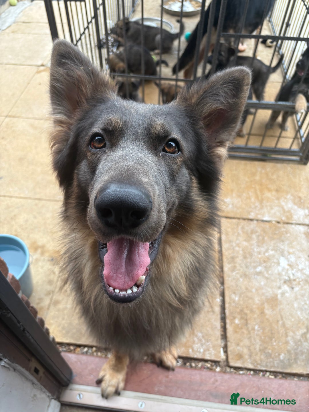 German Shepherd dogs for sale: German Shepard puppies  - Image 18