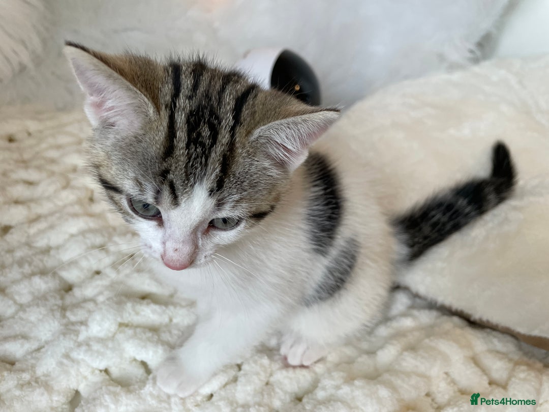 British Shorthair cats for sale: Beautiful Fluffy Kitten.  - Image 1
