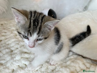 British Shorthair cats - Advert 2