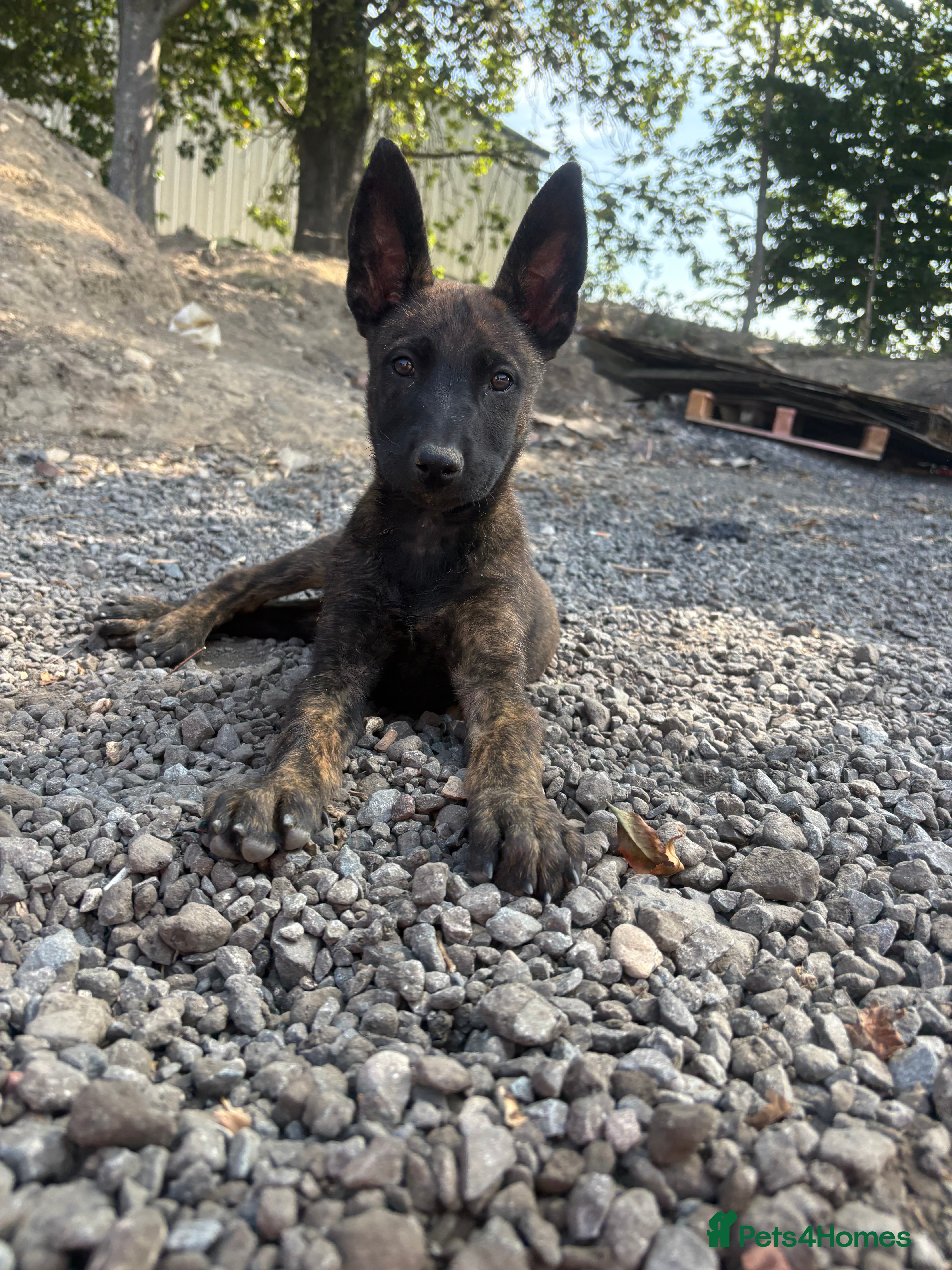 Belgian Shepherd Dog dogs BRN registered - Advert 4