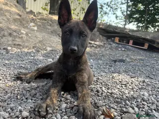 Belgian Shepherd Dog dogs BRN registered - Advert 4