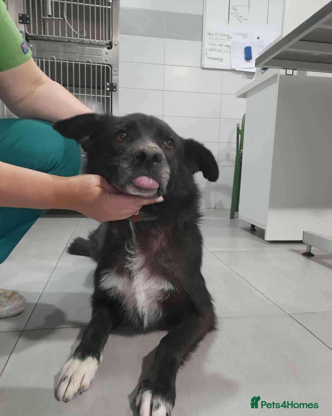 Mixed Breed dogs Jolly Joe - Advert 3