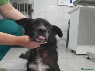 Mixed Breed dogs Jolly Joe - Advert 1