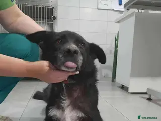 Mixed Breed dogs Jolly Joe - Advert 14