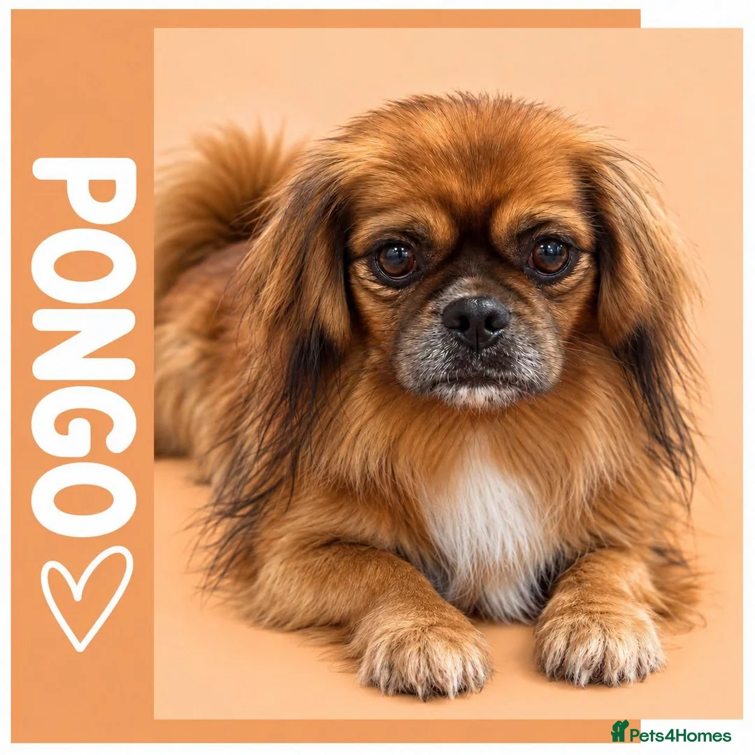 Mixed Breed dogs for adoption: Pongo - In Ayr Looking for a Home  - Advert 2