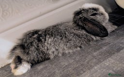 Mini Lop rabbits for sale: Baby mini lop bunny - Image 2