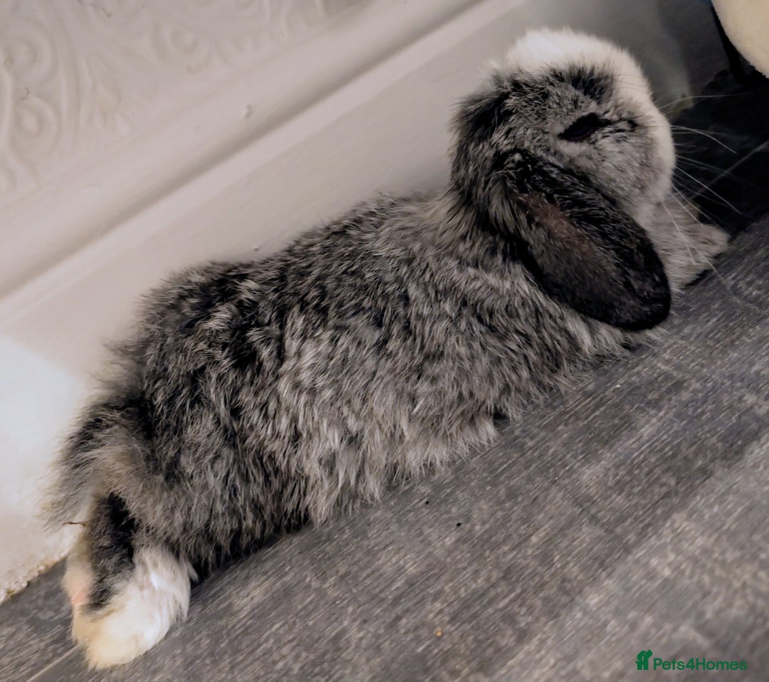 Mini Lop rabbits for sale: Baby mini lop bunny - Image 2