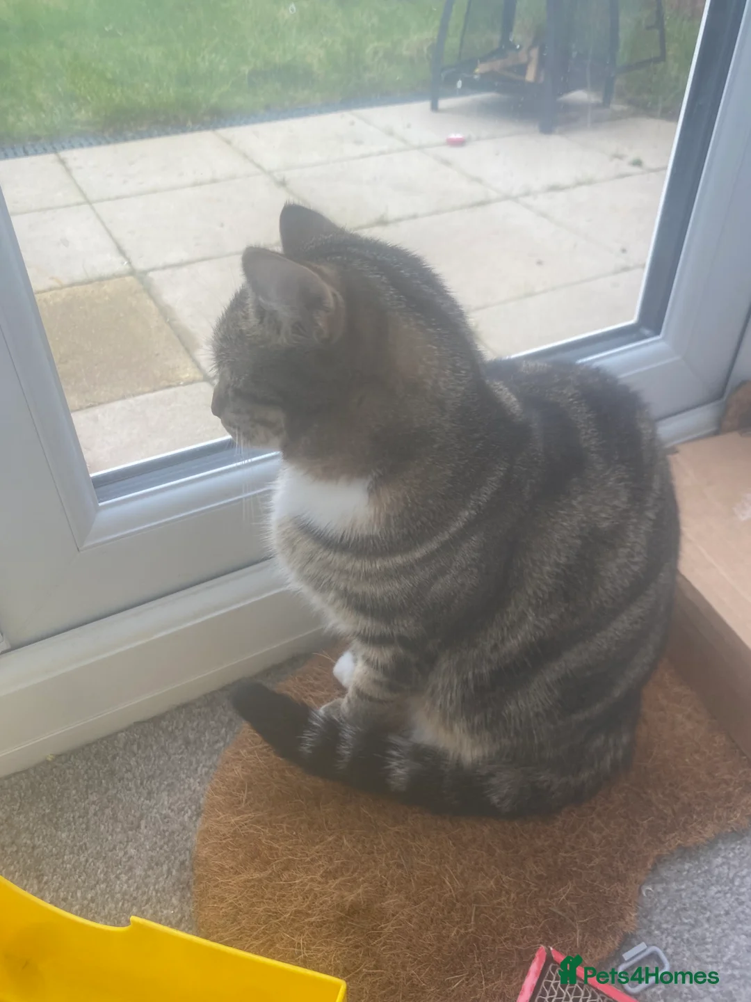 Bengal cats for sale: Bengal/cross - Advert 3