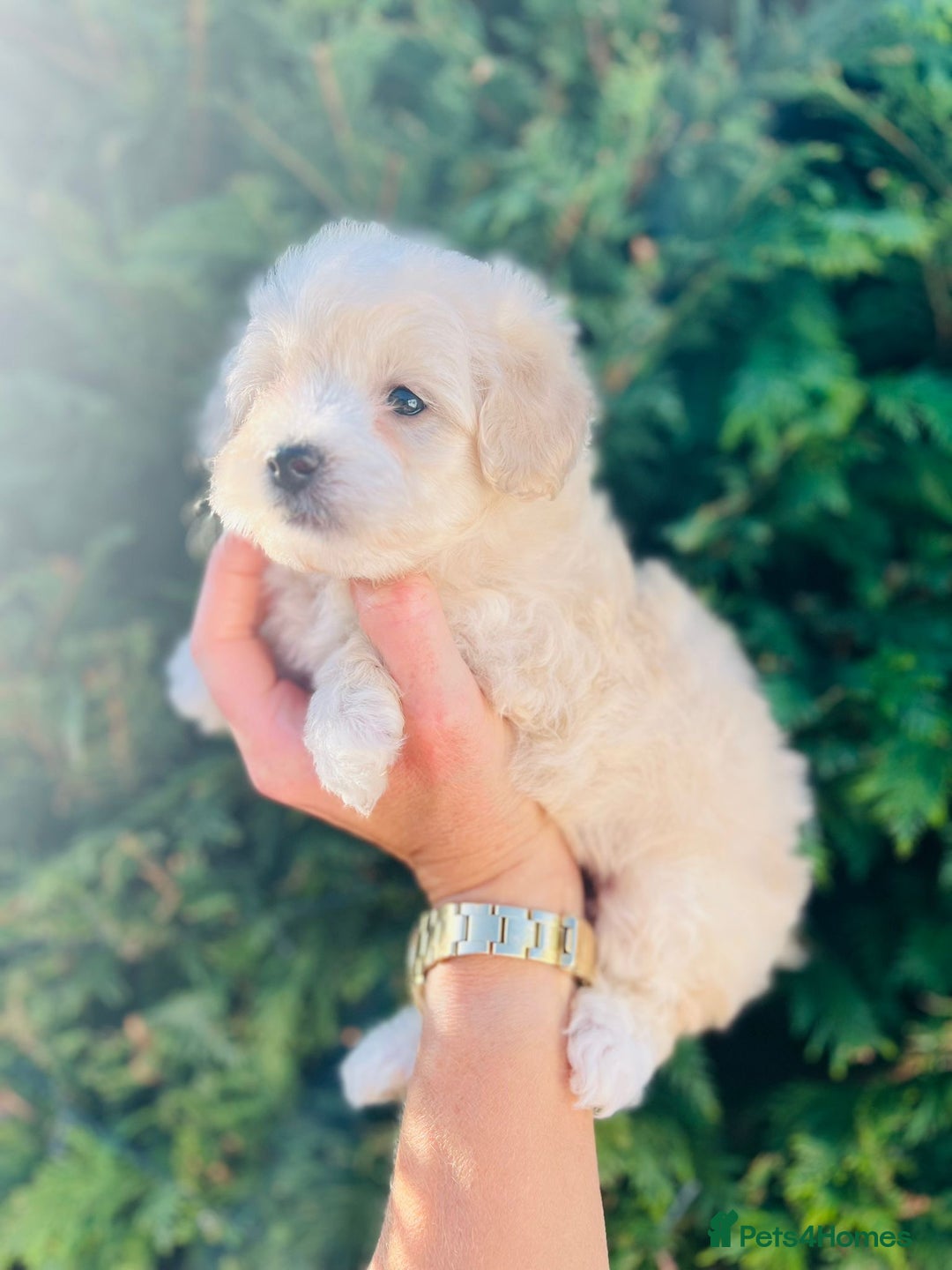 Maltipoo dogs for sale: Maltipoo puppies - Image 12