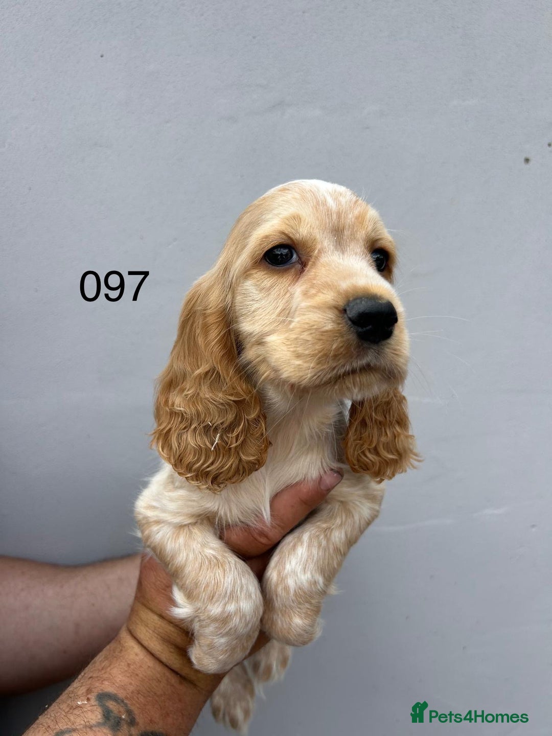 Cocker Spaniel dogs for sale: Fabulous Cocker Spaniel Pupies - Image 8