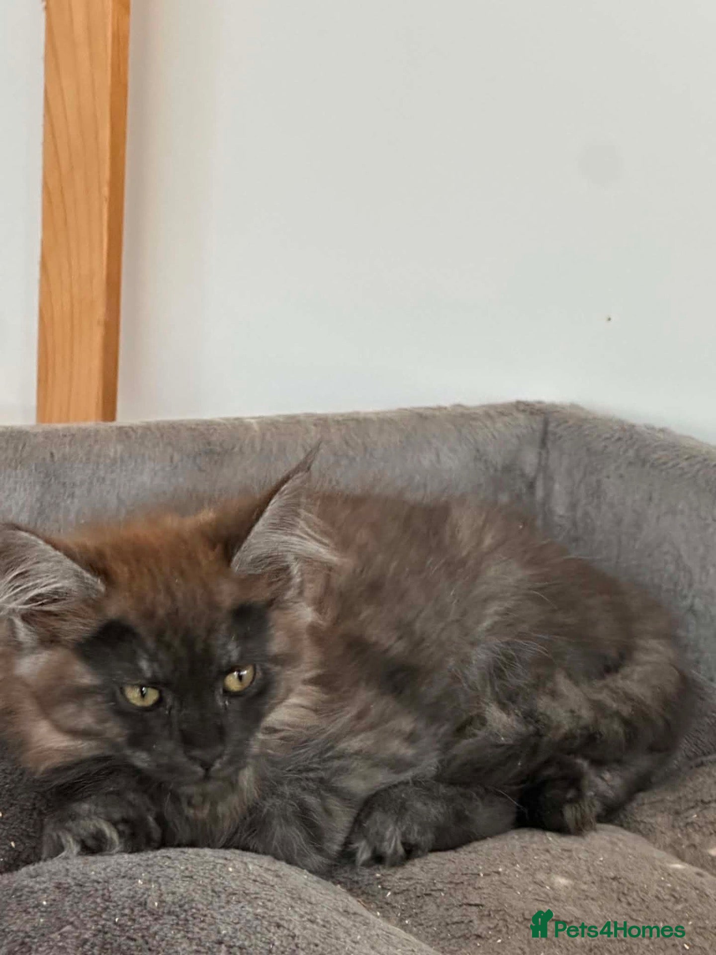 Maine Coon cats 4 x Maine coon kittens for sale - Advert 2