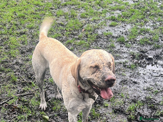 Labrador Retriever dogs gentle labrador retriever - Advert 2