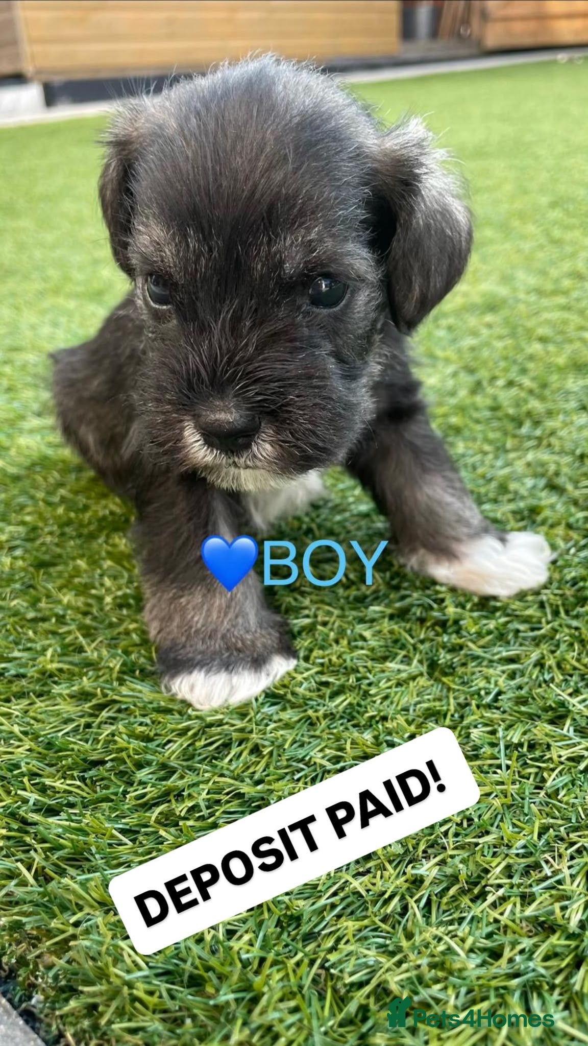 Miniature Schnauzer dogs KC pedigree miniature schnauzers - Advert 2