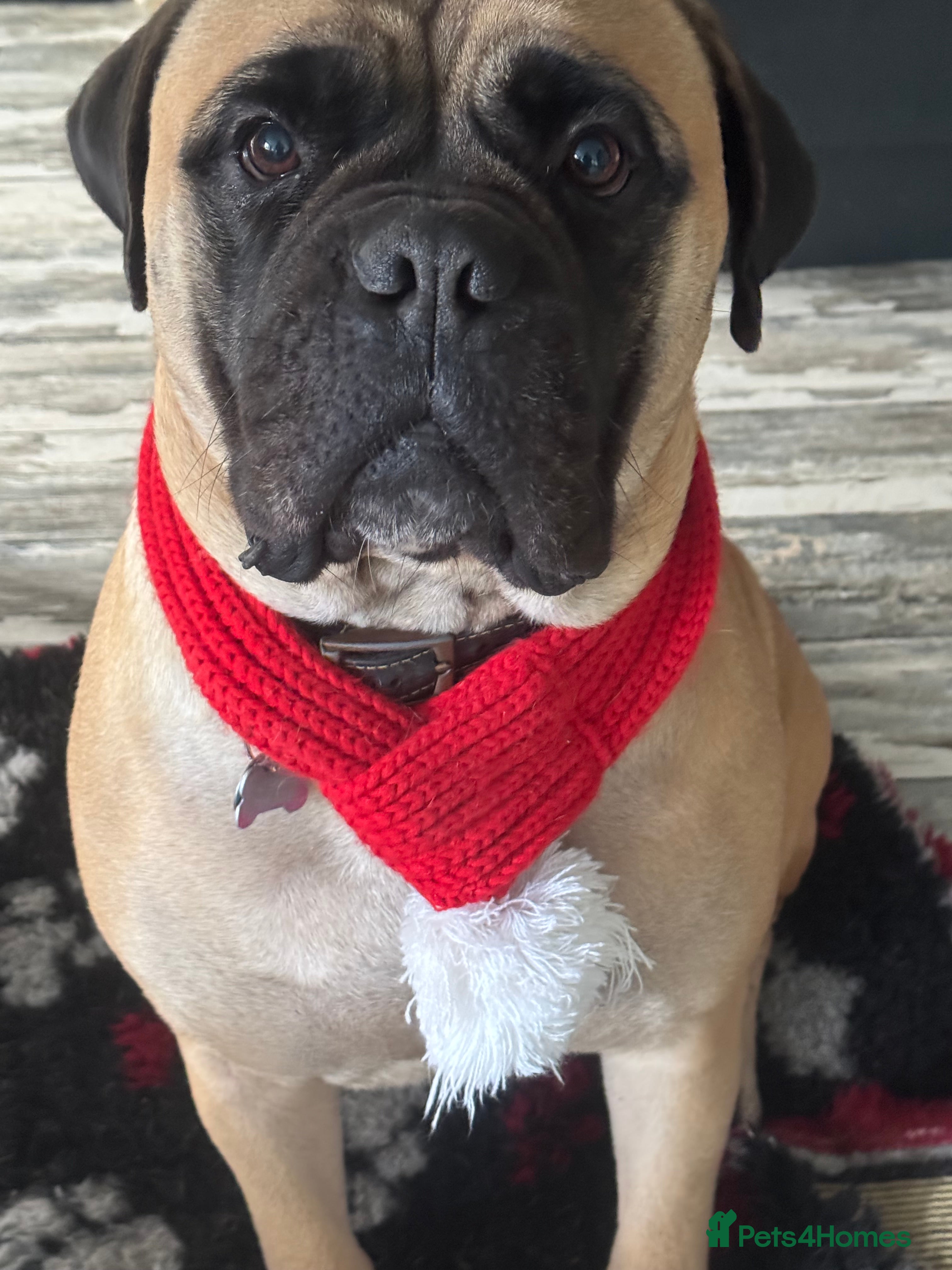 Bullmastiff dogs Pedigree Mastiff Puppy  - Advert 15