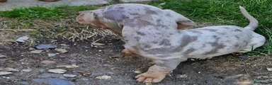 Dachshund 5