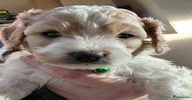 Cavapoochon dogs 1 Cavapoochon left! Our December Reindeer Litter!  - Advert 2