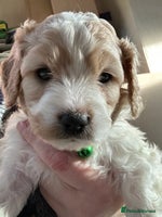 Cavapoochon dogs 1 Cavapoochon left! Our December Reindeer Litter! - Advert 2