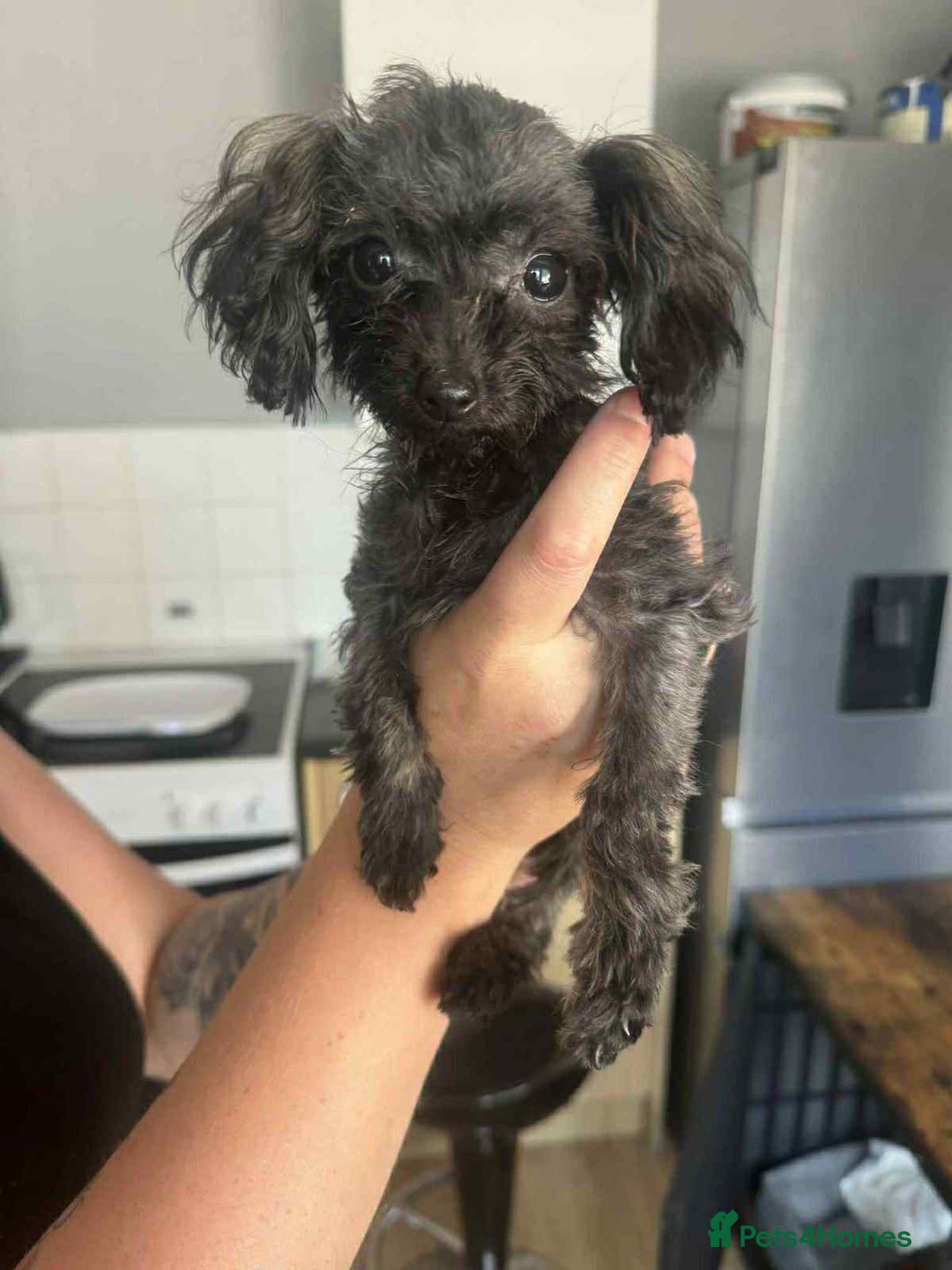 Toy Poodle dogs for sale: Asian toy poodle girl.  - Image 2