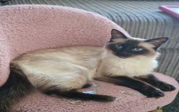 Ragdoll cats for sale: Ragdoll kittens  - Advert 1