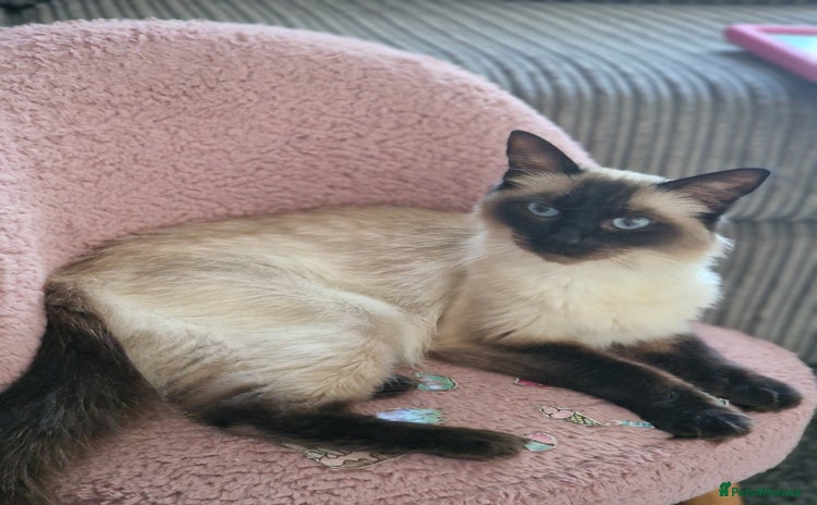 Ragdoll cats Ragdoll kittens  - Advert 2