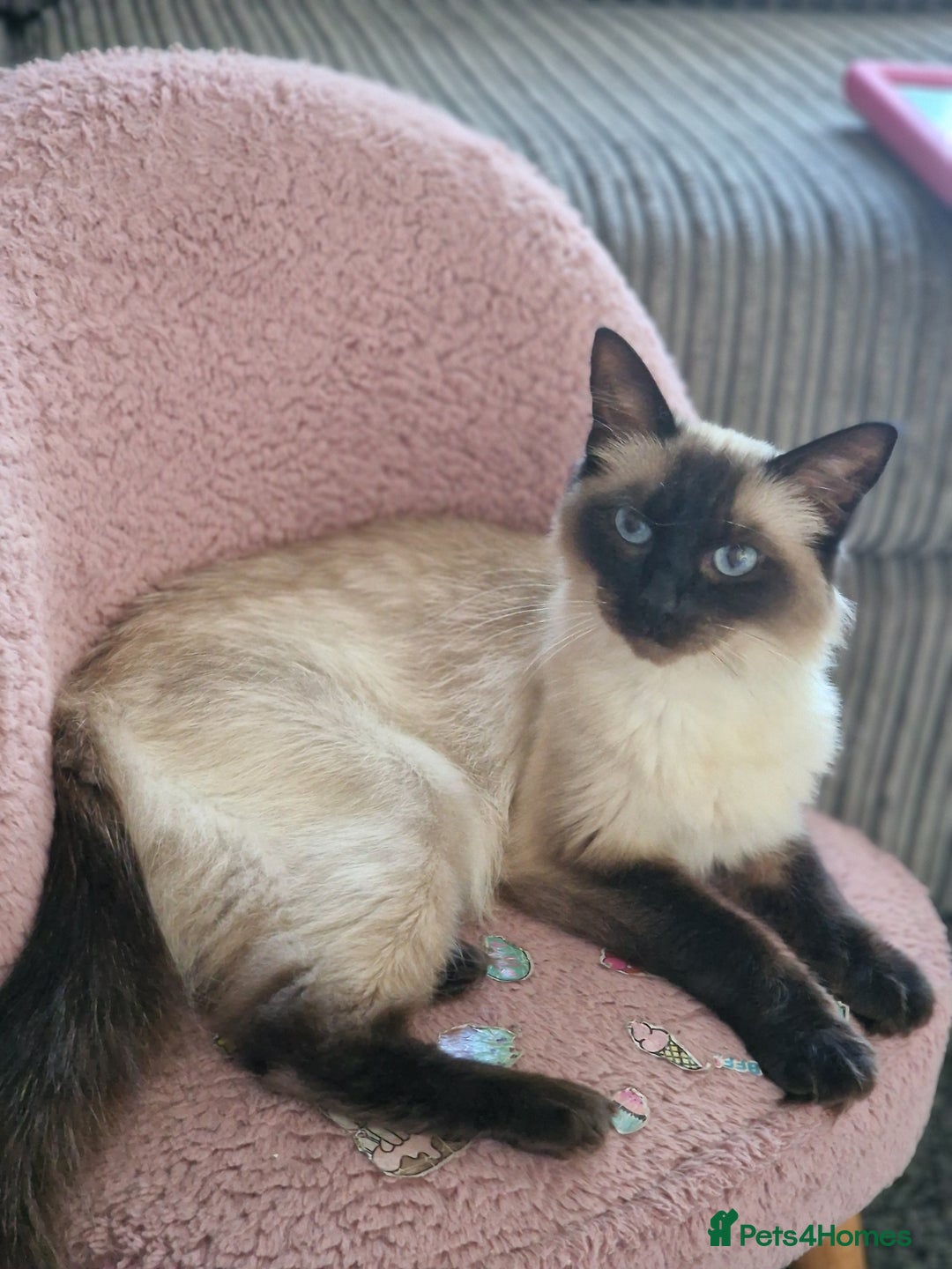 Ragdoll cats for sale: Ragdoll kittens  - Advert 1