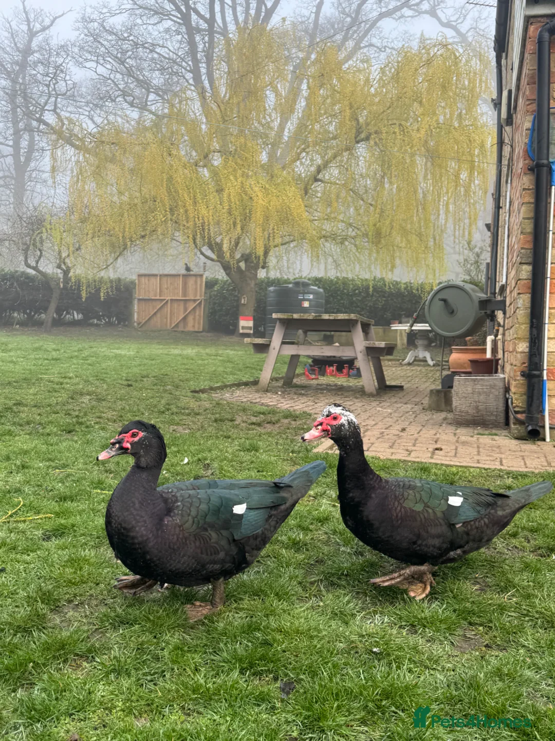 Ducks poultry for sale: Muscovy Drake - 9 months old  - Advert 1