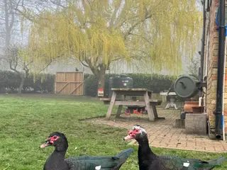 Ducks poultry Muscovy Drake - 2x 9 month old males - Advert 22