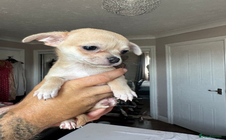 Chihuahua dogs - Advert 4