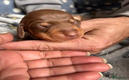 Dachshund dogs for sale: Beautiful dachshund puppies - Image 9