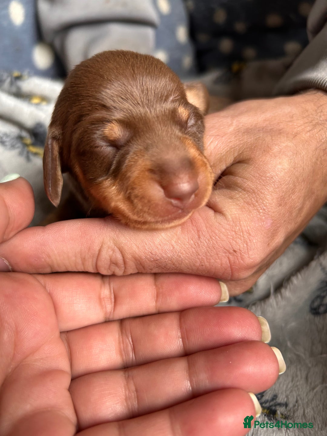 Dachshund dogs for sale: Beautiful dachshund puppies - Image 9