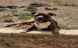 Mixed Breed dogs for sale: 2 lovely boys need a loving forever home - Image 6