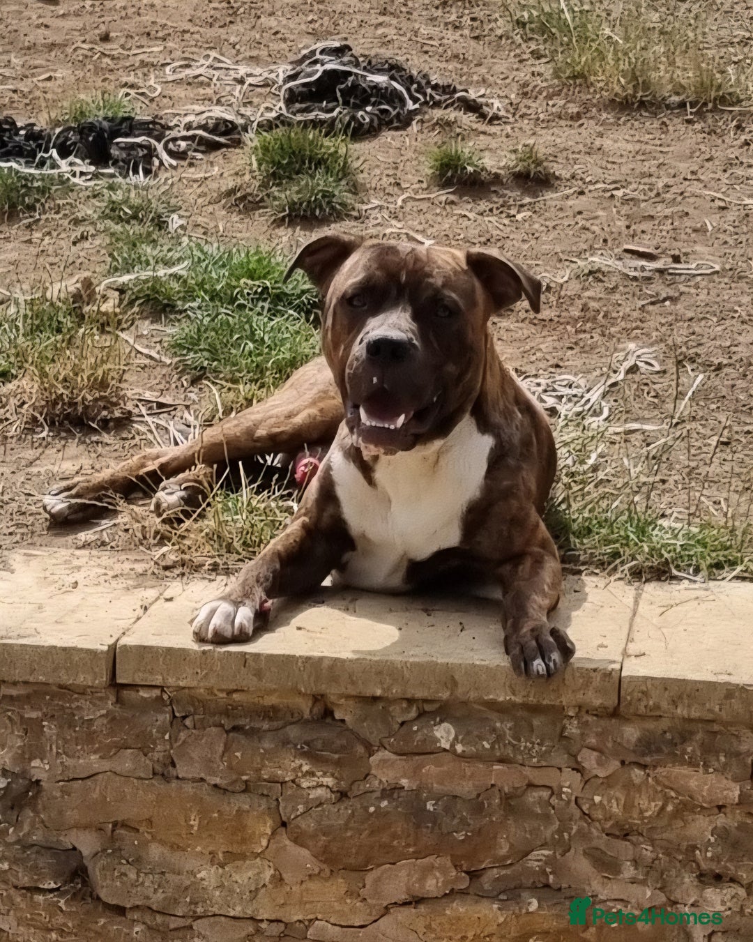 Mixed Breed dogs for sale: 2 lovely boys need a loving forever home - Image 6