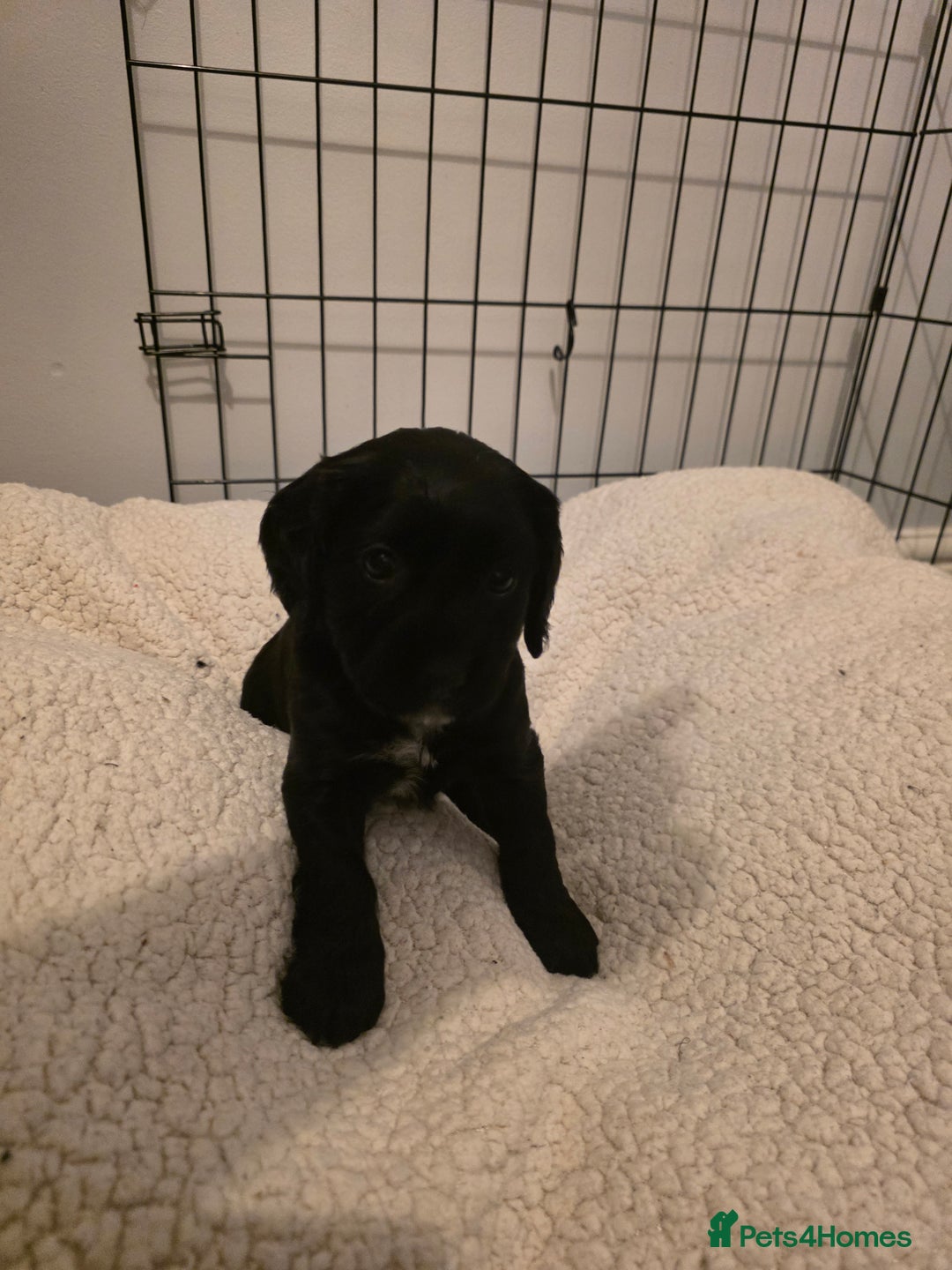 Cocker Spaniel dogs for sale: 6 cocker spaniel puppies  - Advert 22