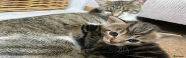Mixed Breed Kitten 3 : Peaches