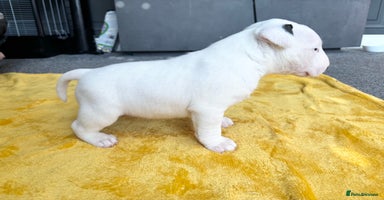 English Bull Terrier dogs - Advert 15