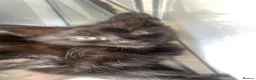 Maine Coon cats for sale: Beautiful happy kittens - Advert 10