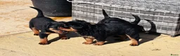 Rottweiler dogs for sale: ELITE KC REGISTERED GERMAN ROTTWEILER PUPPIES  - Advert 27