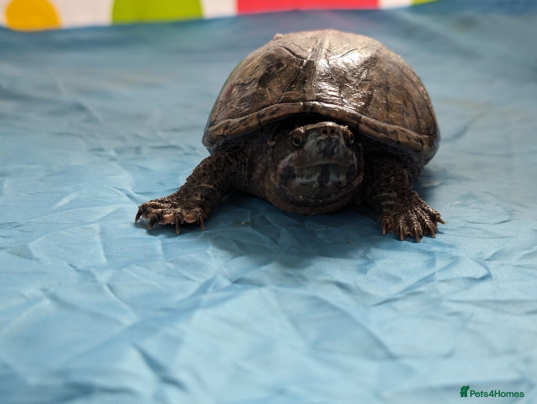 Turtle reptiles for sale: Musk turtles need rehoming  - Image 2